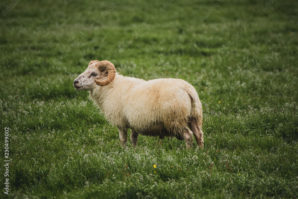 A single sheep grazing in a green grass meadow in Iceland A single sheep grazing in a green grass meadow in Iceland