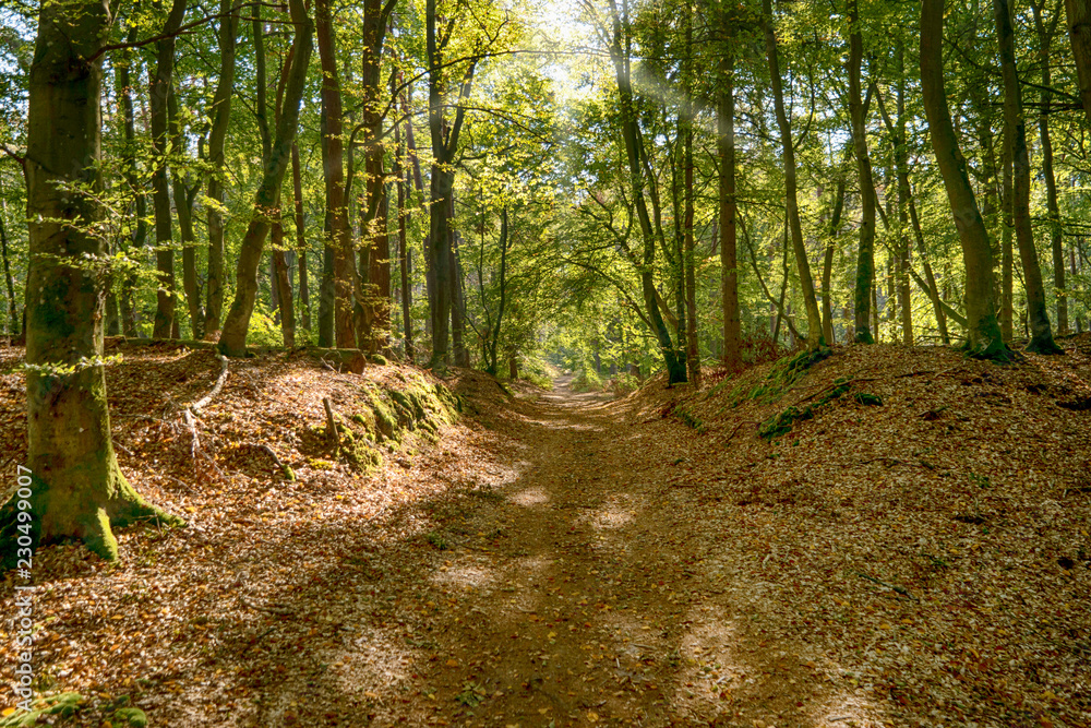 Naklejka premium W Darßwald nad Darß