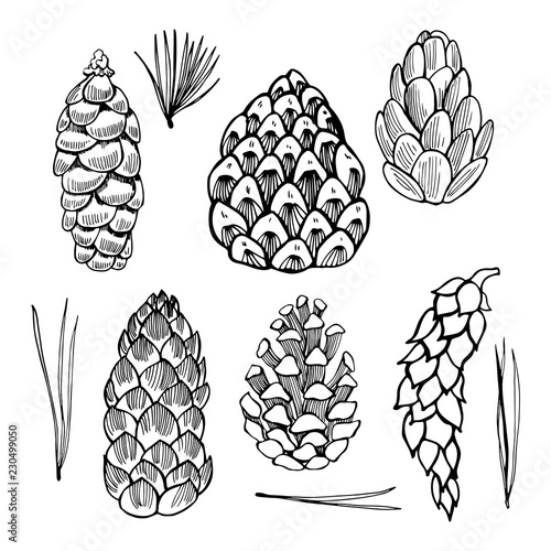Set of hand drawn pine cones.Vector sketch  illustration.