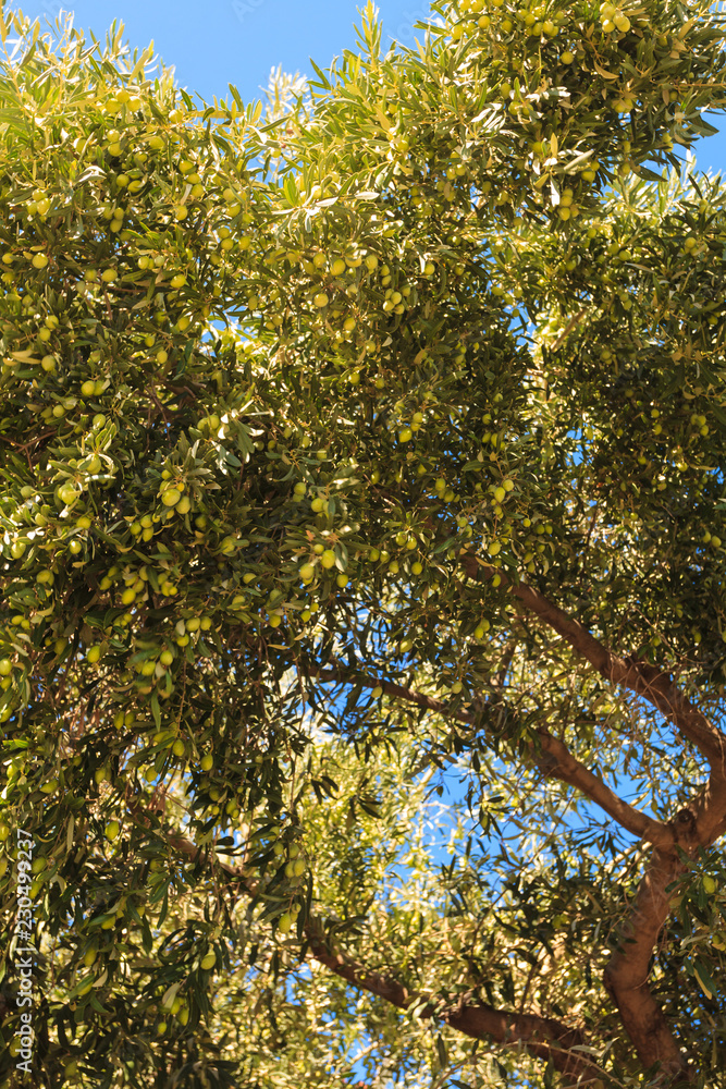Fototapeta premium Green bush with many leaves