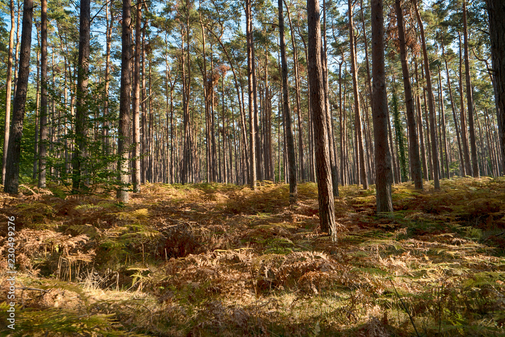 Fototapeta premium W Darßwald nad Darß