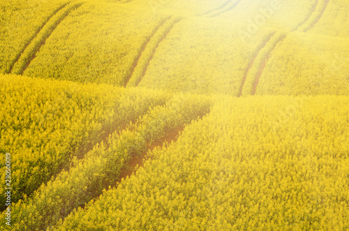 Rapeseed yellow field in spring, abstract natural sunny eco seasonal floral background photo