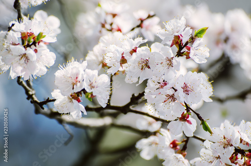 Apricot tree flower with buds blooming at sptingtime, vintage retro floral background, shallow depth of field