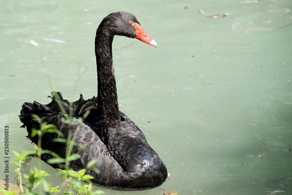 Fototapeta premium Cigno nero