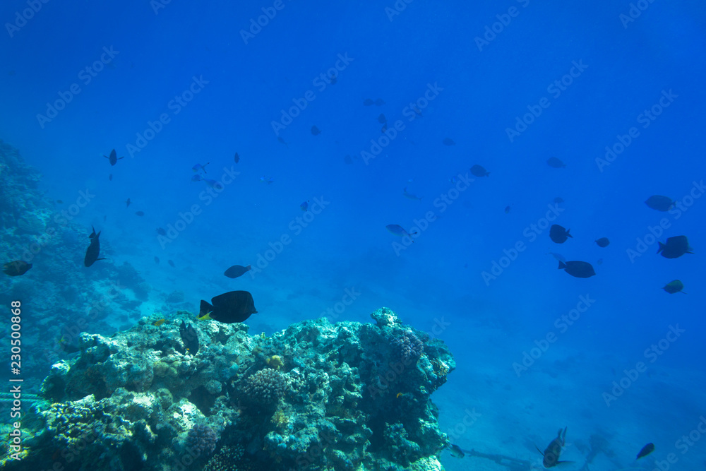 Red Sea underwater scenery with tropical fishes, Egypt Red Sea underwater scenery with tropical fishes, Egypt