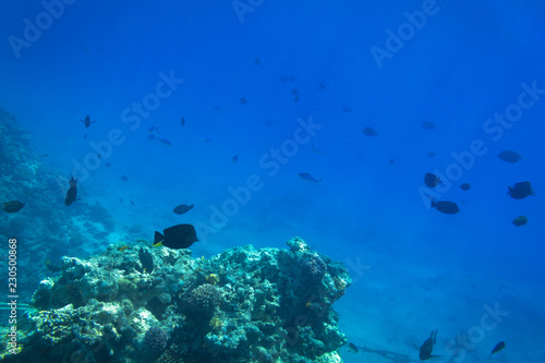 Fototapeta Naklejka Na Ścianę i Meble -  Red Sea underwater scenery with tropical fishes, Egypt