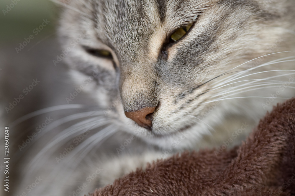 A close up image of a grey cat sleeping on a tartan sofa.