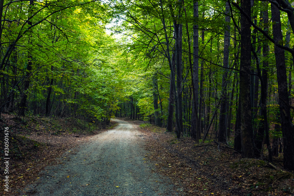 path in green forest path in green forest