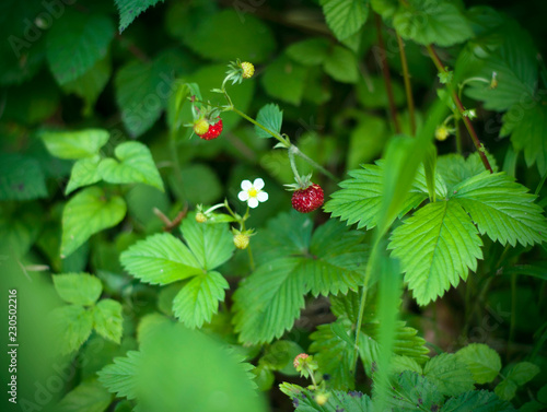 Wild strawberry growing in green forest. Close up view of wild strawberries