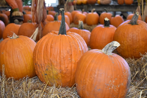 Autumn Scenes - Pumpkins on hay bales on display