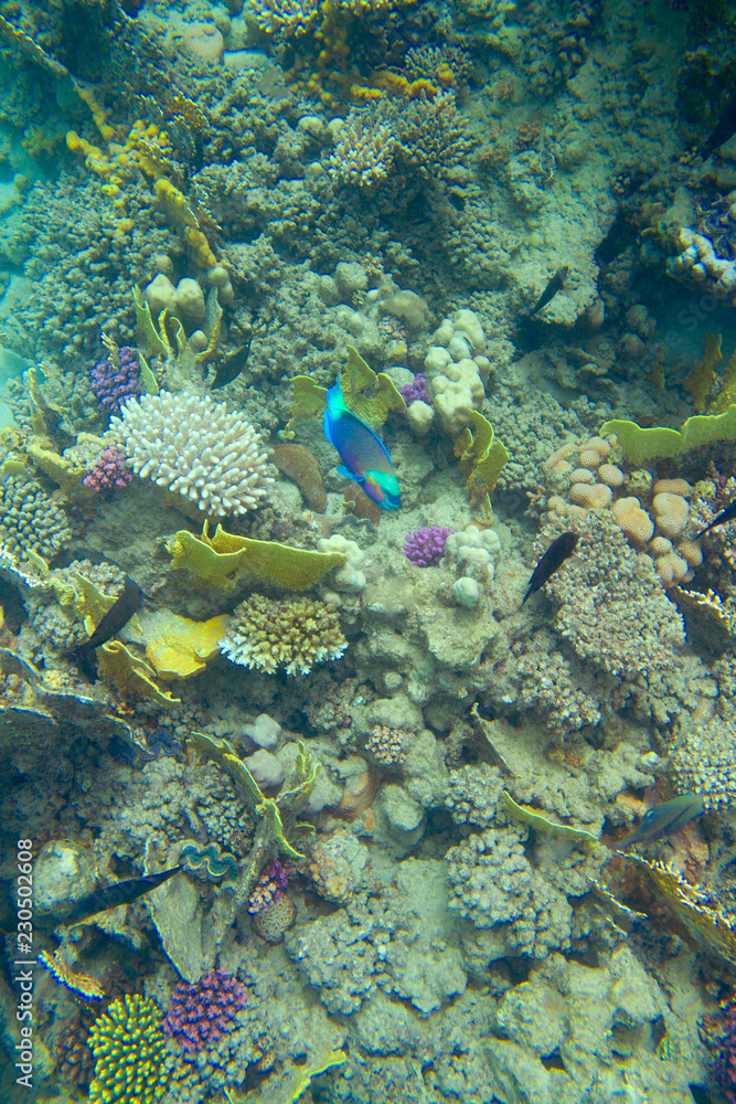 tropical fish in coral reef tropical fish in coral reef