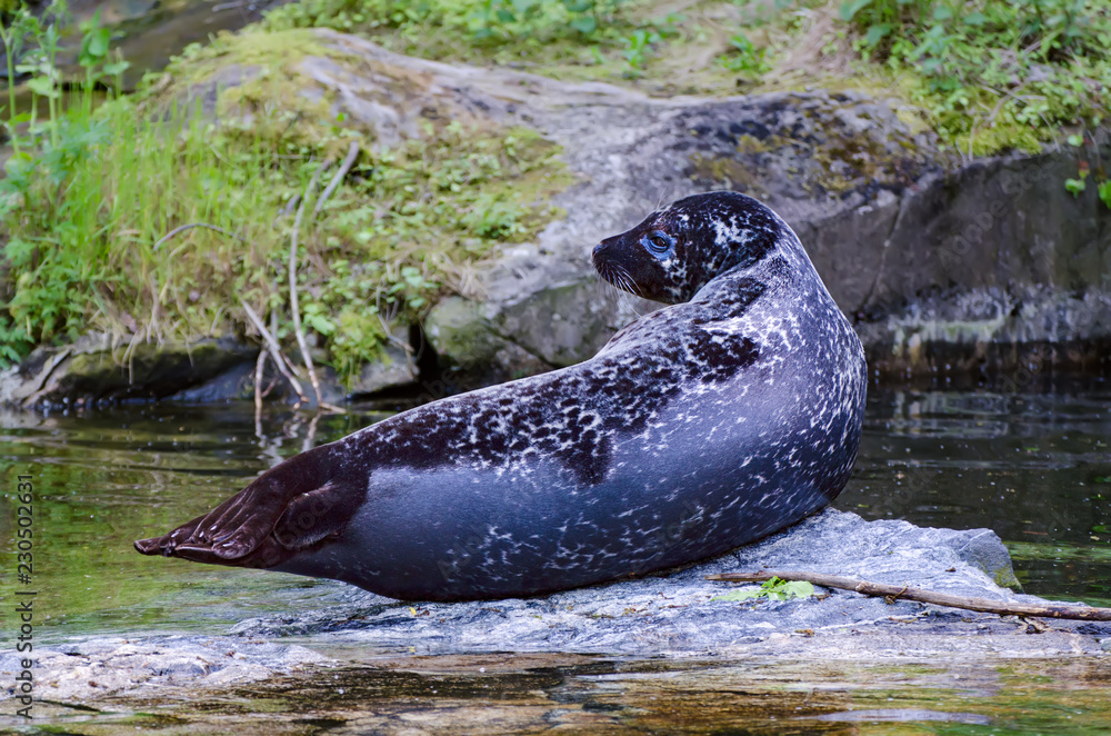 Naklejka premium Pojedyncza pieczęć spoczywa na skale, naturalne tło zwierzęce