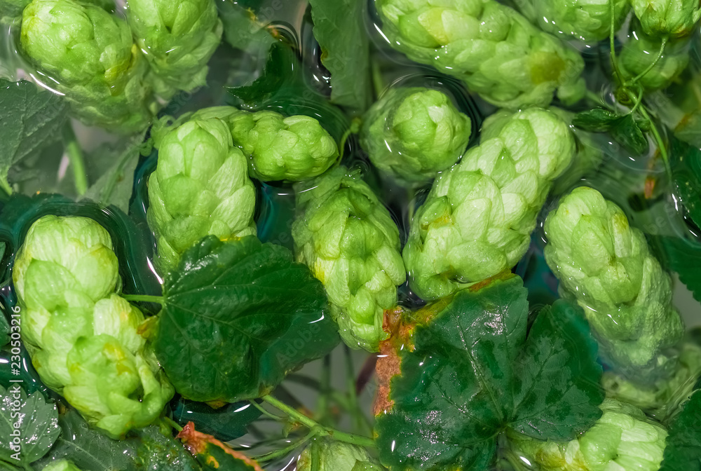 Fototapeta premium Green fresh hop cones in water for making beer