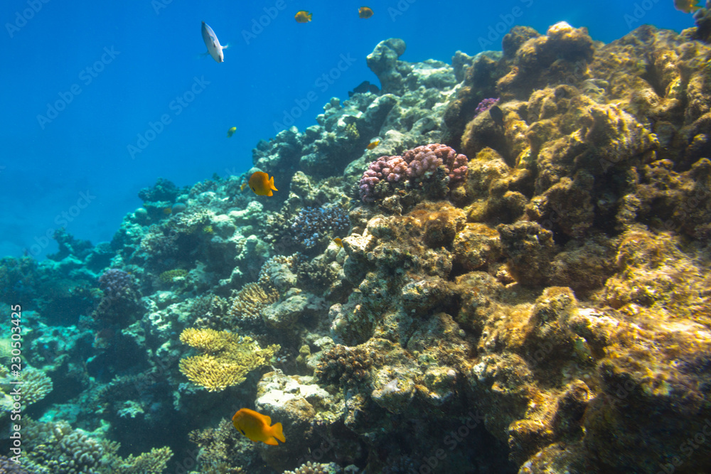Coral reef of Red Sea with tropical fishes, Egypt Coral reef of Red Sea with tropical fishes, Egypt