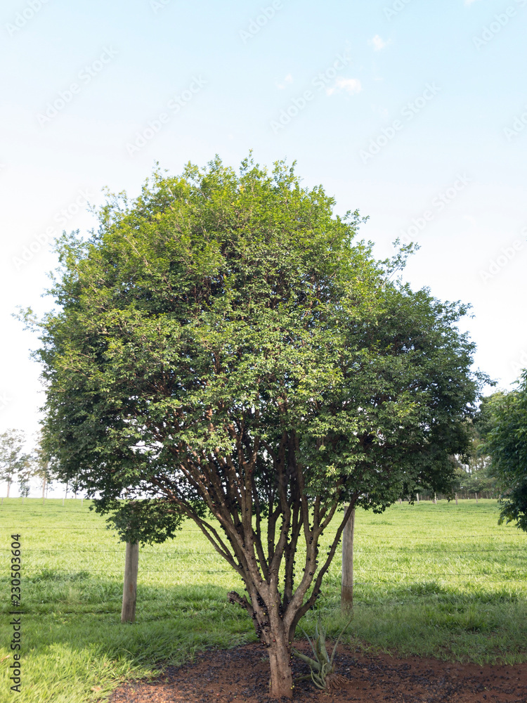 Fototapeta premium pé de jabuticaba