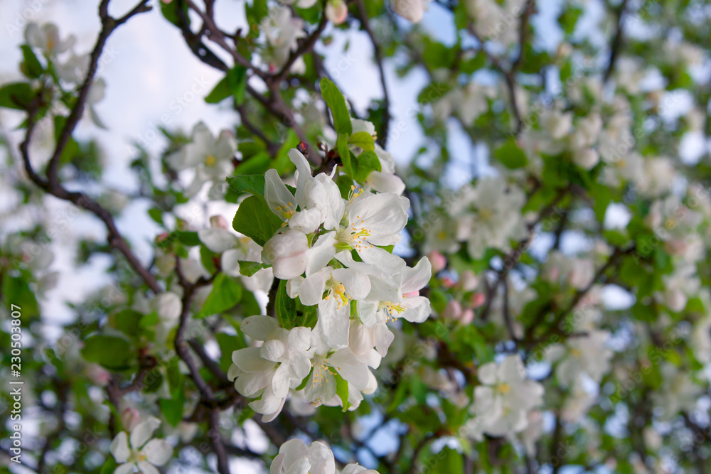 blooming apple tree in spring blooming apple tree in spring