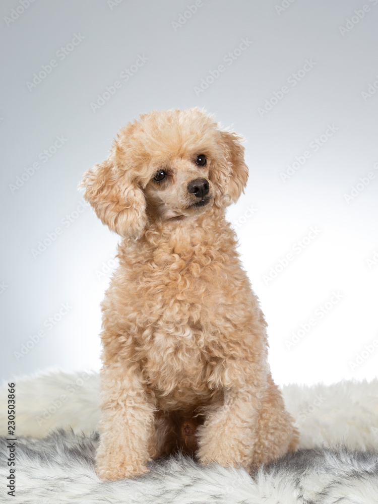 Apricot poodle portrait. Image taken in a studio. Apricot poodle portrait. Image taken in a studio.