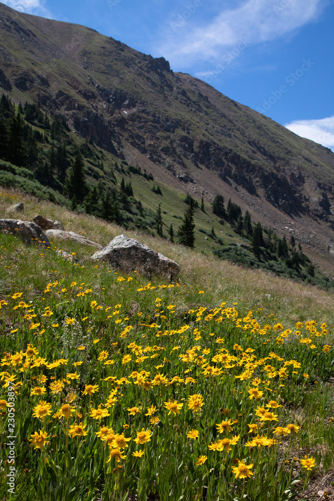 Fototapeta premium Yellow Flower Field