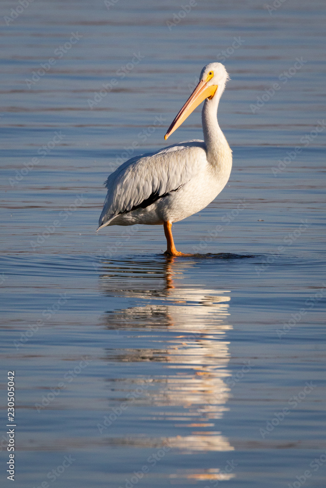 Pelican Reflection Pelican Reflection