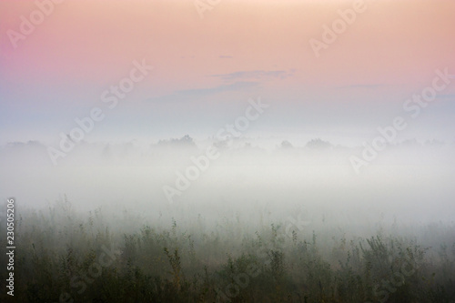 meadow on a misty autumn morning.
