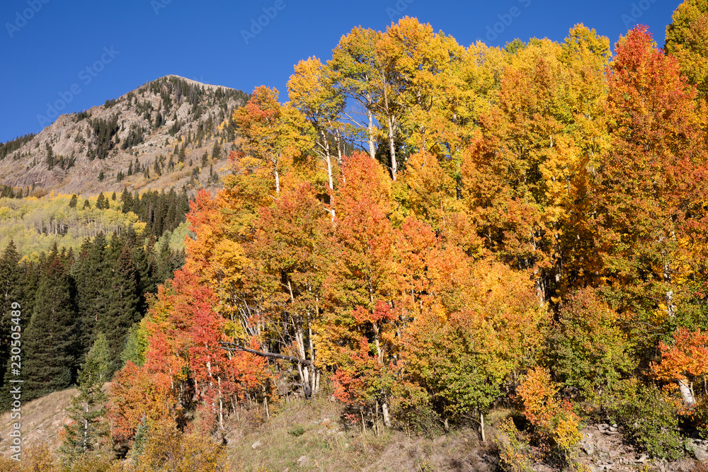 Aspen Glow Aspen Glow
