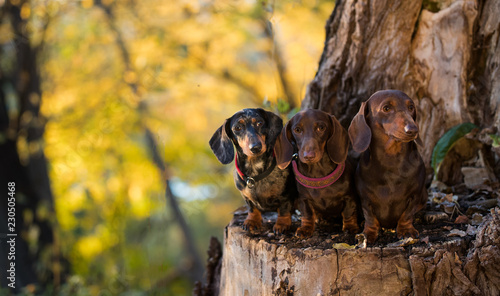 Puppy dachshund 