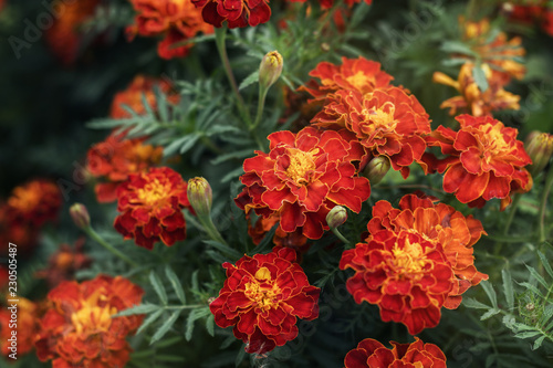 Close up of beautiful Marigold flower