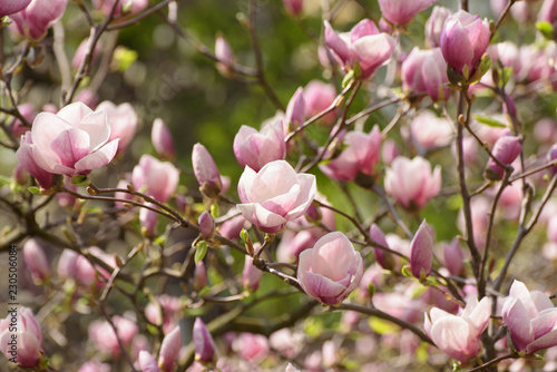 Blossoming of pink magnolia flowers in spring time  floral background