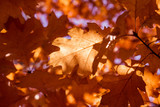 The oak tree in autumn