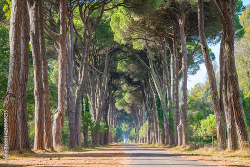 Scenic pine road in the Natural Park of Migliarino San Rossore Massaciuccoli. Province of Pisa, Tuscany, Italy.