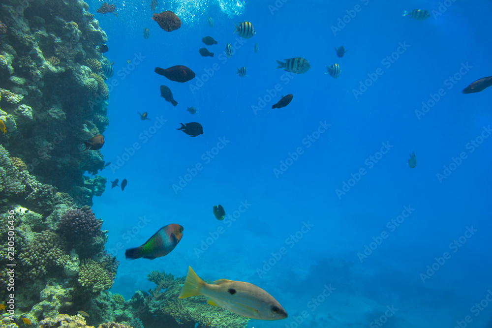 Fototapeta premium Coral reef of Red Sea with tropical fishes, Egypt