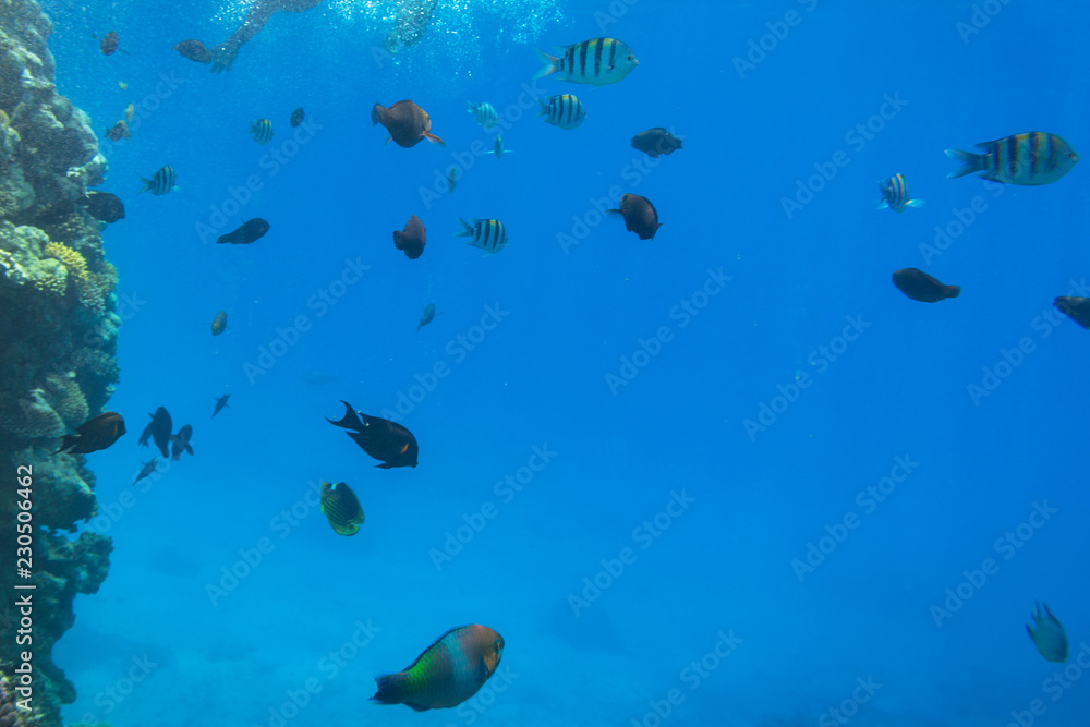 Coral reef of Red Sea with tropical fishes, Egypt Coral reef of Red Sea with tropical fishes, Egypt