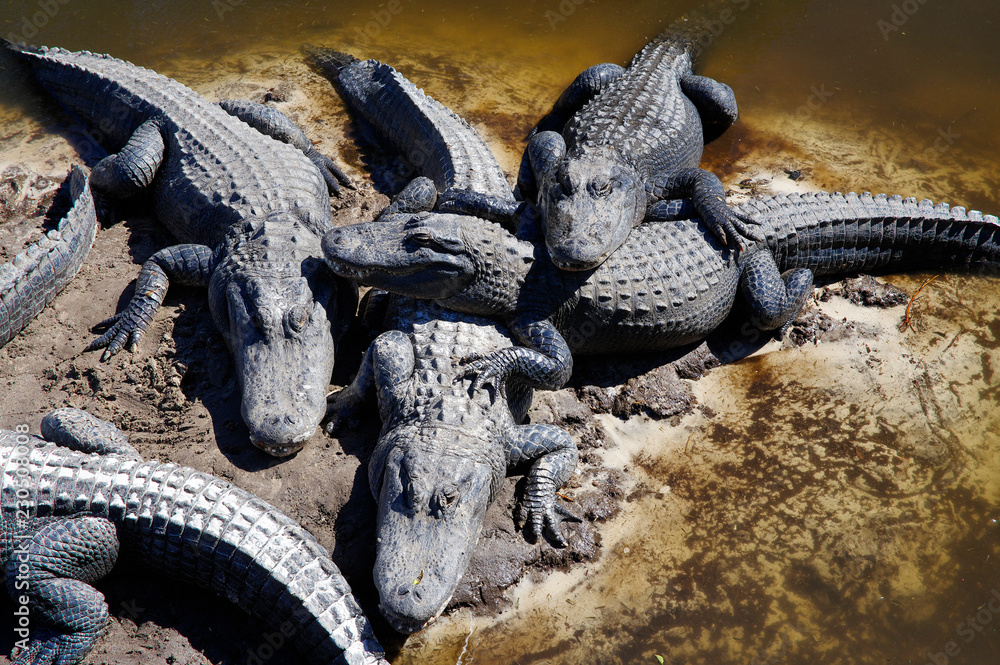Fototapeta premium The captive alligators island the farm located in St. Augustine, Florida, USA