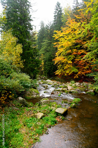Stream in autumn forest