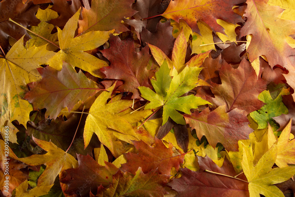 Colorful autumn leaves on the ground in the forest Colorful autumn leaves on the ground in the forest