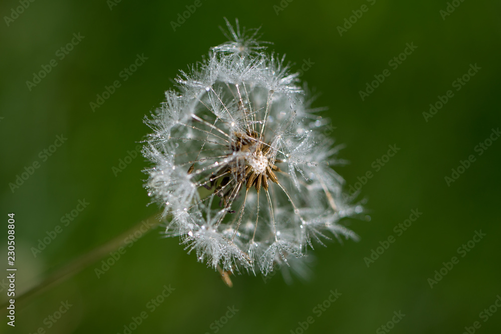 Fototapeta premium background with dandelion seeds after the rain