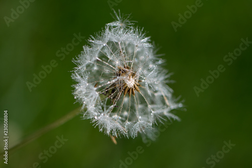 background with dandelion seeds after the rain