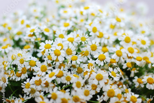 Daisy or chamomile summer flowers background
