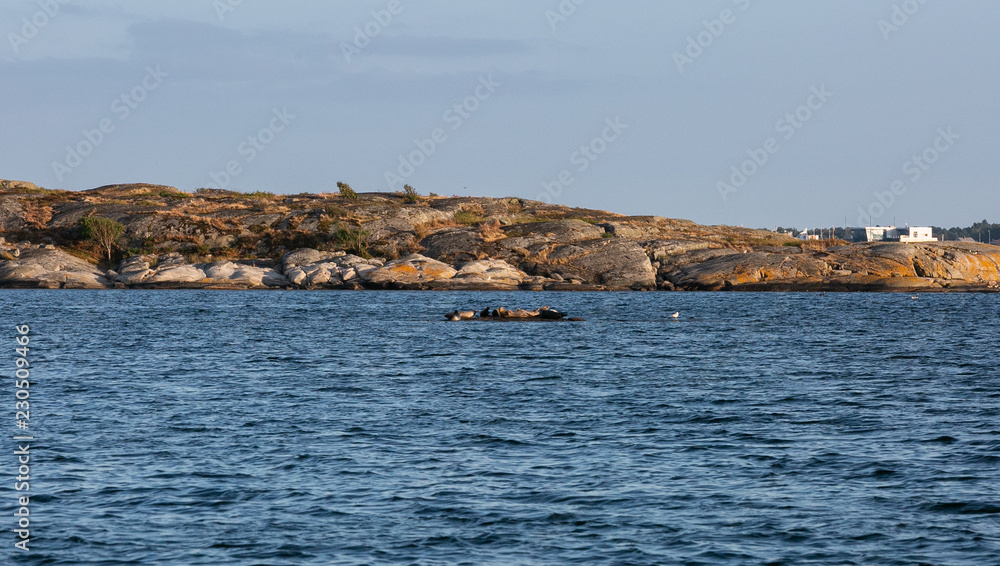 Seals in the archipelago surrounded by rocks