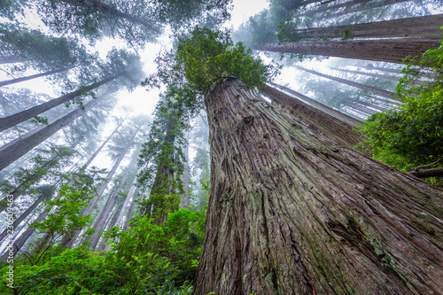 Huge sequoias on the background of the blue sky. Redwood national and state parks. California, USA