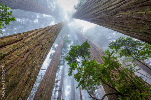Fototapeta Naklejka Na Ścianę i Meble -  Huge sequoias on the background of the blue sky. Redwood national and state parks. California, USA