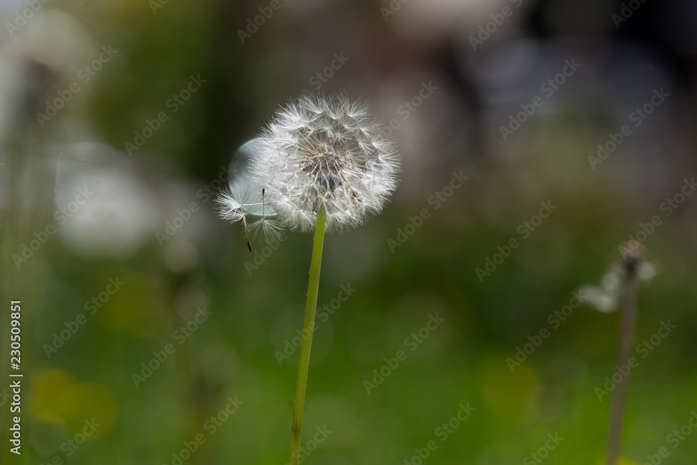 background with dandelion seeds pouring and flying. background with dandelion seeds pouring and flying.