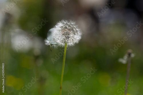 background with dandelion seeds pouring and flying.