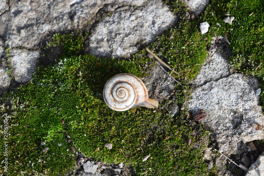 Snail crawling on moss. Macro photography in natural habitat. Snail crawling on moss. Macro photography in natural habitat.