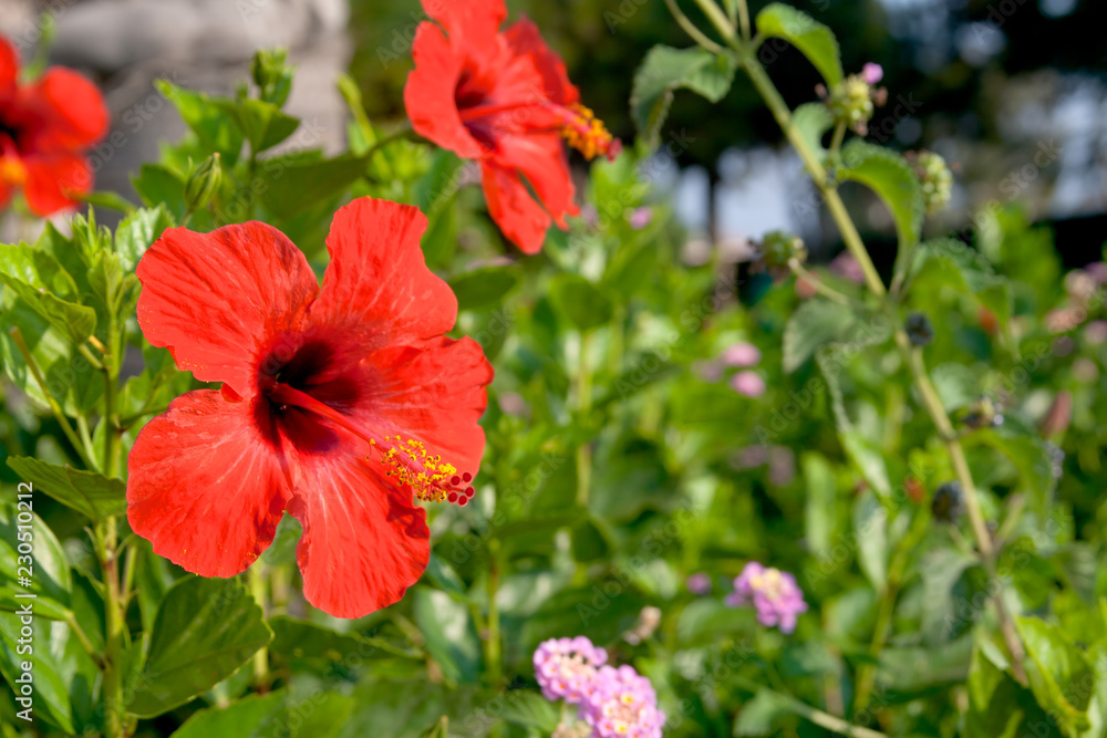 red flower in the garden red flower in the garden