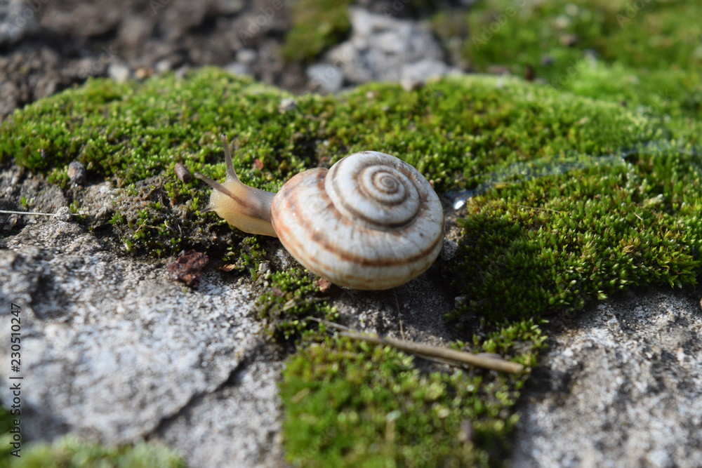 Snail crawling on moss. Macro photography in natural habitat. Snail crawling on moss. Macro photography in natural habitat.