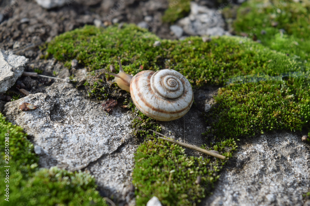Snail crawling on moss. Macro photography in natural habitat. Snail crawling on moss. Macro photography in natural habitat.