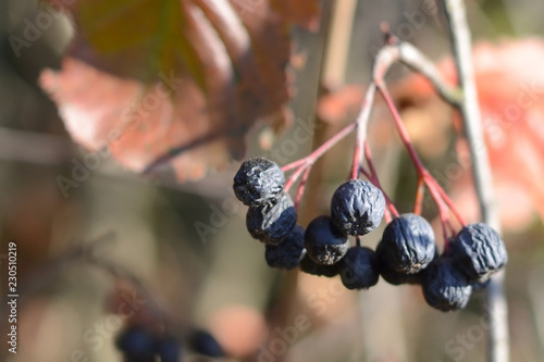 A branch of chokeberry. Autumn. photo