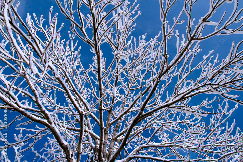 Obraz premium branches covered with hoarfrost