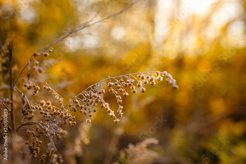 Nature fades and prepares for winter. Clear sunny day, in the background autumn colors: brown, gold, orange.